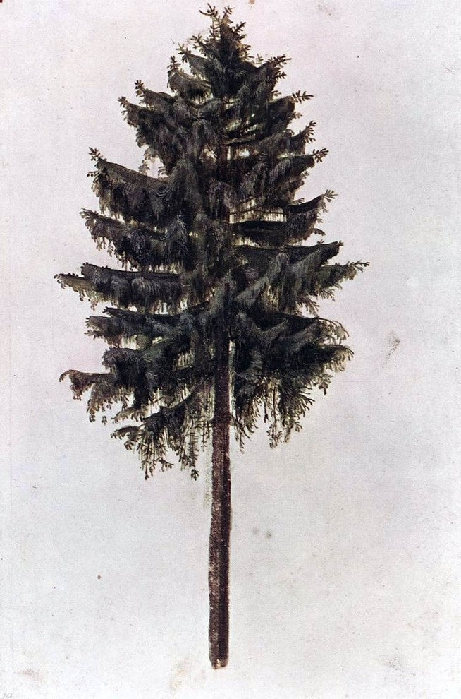 Albrecht Durer Pine, 18"x27" Wall Decal Print