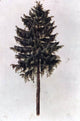 Albrecht Durer Pine, 18"x27" Wall Decal Print