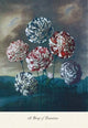 A Group of Carnations - Gallery Wrapped Canvas Art 28" x 42"