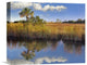 "Cabbage Palm In Wetland, Fakahatchee State Preserve, Florida" Artwork