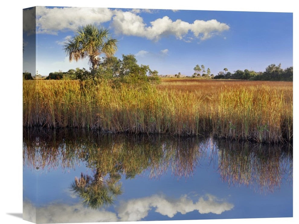 "Cabbage Palm In Wetland, Fakahatchee State Preserve, Florida" Artwork