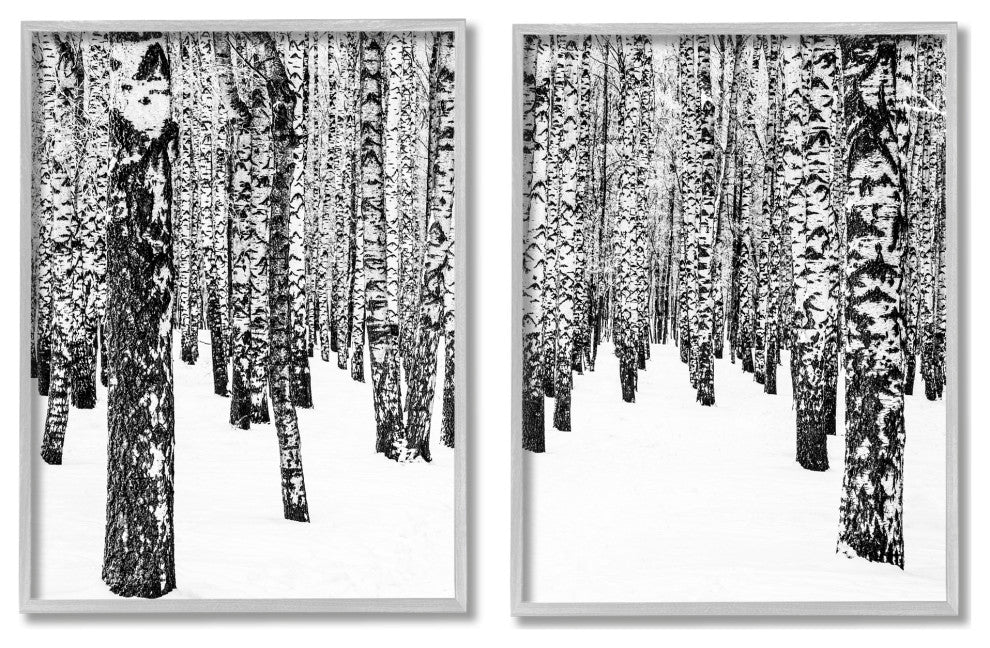 Rustic Winter Forest Scene Birch Trees,16 x 20