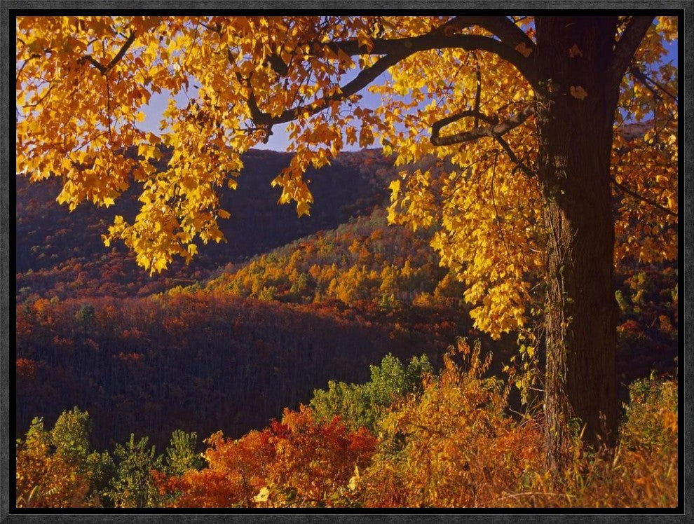 Autumn Deciduous Forest, Shenandoah National Park, Virginia, 16"x12"