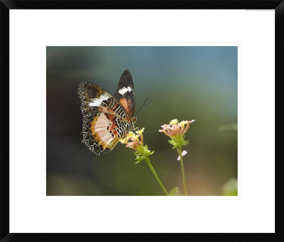 Nymphalid Butterfly Feeding On Flower Nectar, Native To Asia, 22"x18"