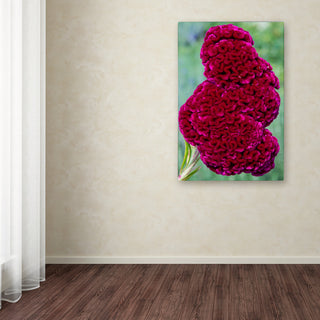'Coxcomb Flower' Canvas Art by Kurt Shaffer