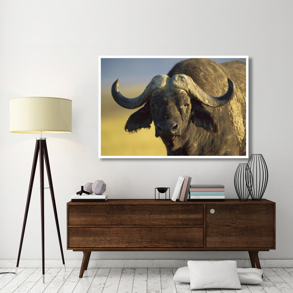 "Cape Buffalo portrait, Kenya" Digital Paper Print by Tim Fitzharris, 62"x42"