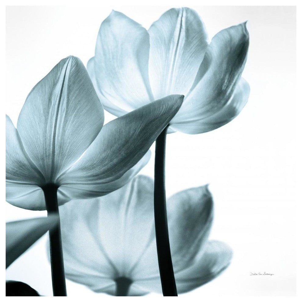 "Translucent Tulips III Sq Aqua" Paper Print by Debra Van Swearingen, 38"x38"