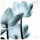 "Translucent Tulips III Sq Aqua" Paper Print by Debra Van Swearingen, 38"x38"