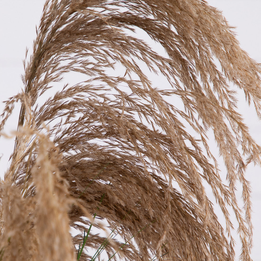 White background close-up of pampas grass; cropped partial view.