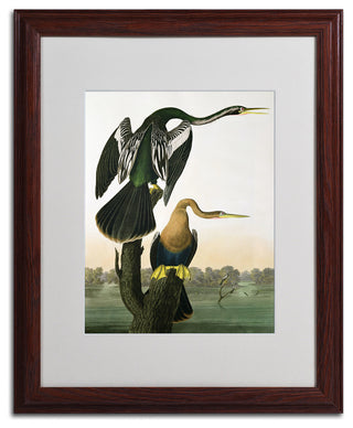 'Black-Billed Darter' Matted Framed Canvas Art by John James Audubon