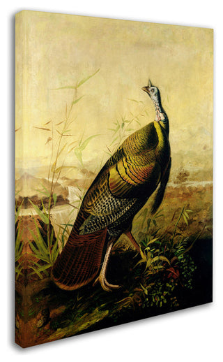 'American Wild Turkey' Canvas Art by John James Audubon