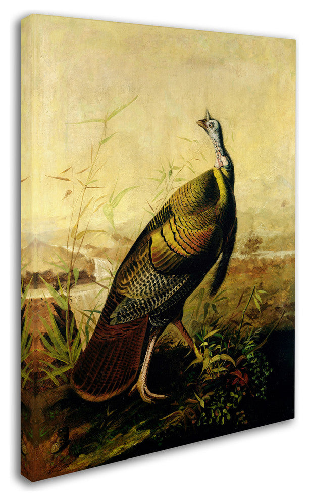 'American Wild Turkey' Canvas Art by John James Audubon