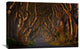 "The Dark Hedges In The Morning Sunshine" Canvas Giclee by Piotr Galus, 30"x20"