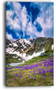 "Spring Blooming Crocus Flowers" Canvas Print