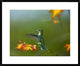 "Green-crowned Woodnymph female landing, Ecuador"  by Tim Fitzharris, 32x26"