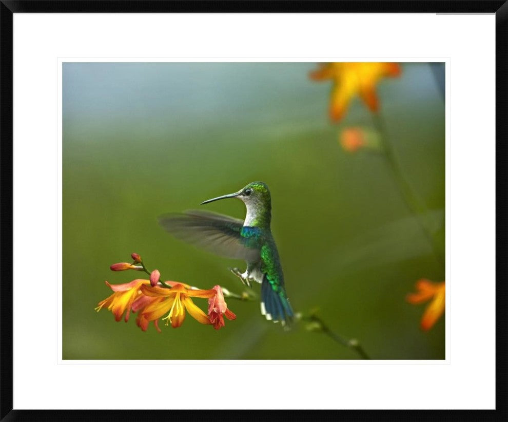 "Green-crowned Woodnymph female landing, Ecuador"  by Tim Fitzharris, 32x26"
