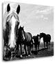 "Wild Whispers I" By Peggy Corpeny, Giclee Print on Gallery Wrap Canvas