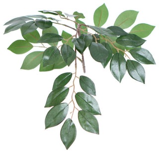 Close-up of a leafy stem on white background, showing foliage details.