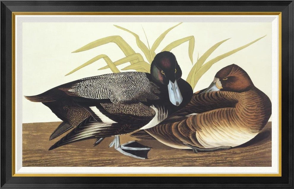 "Scaup Duck" Framed Canvas Giclee by John James Audubon, 42x27"
