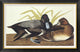 "Scaup Duck" Framed Canvas Giclee by John James Audubon, 42x27"