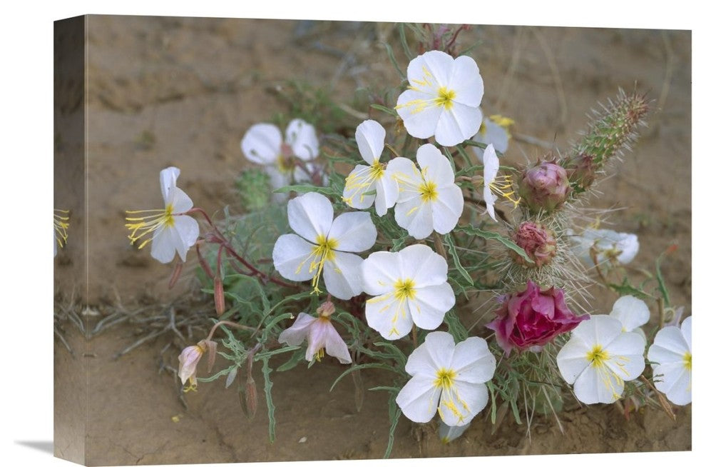 "Evening Primrose With Grizzly Bear Cactus , North America" Artwork, 16" x 12"