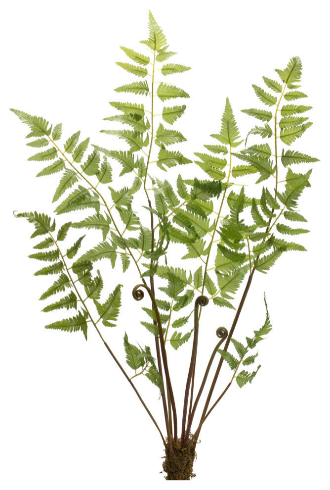 Fern Bundle, 6-Piece Set