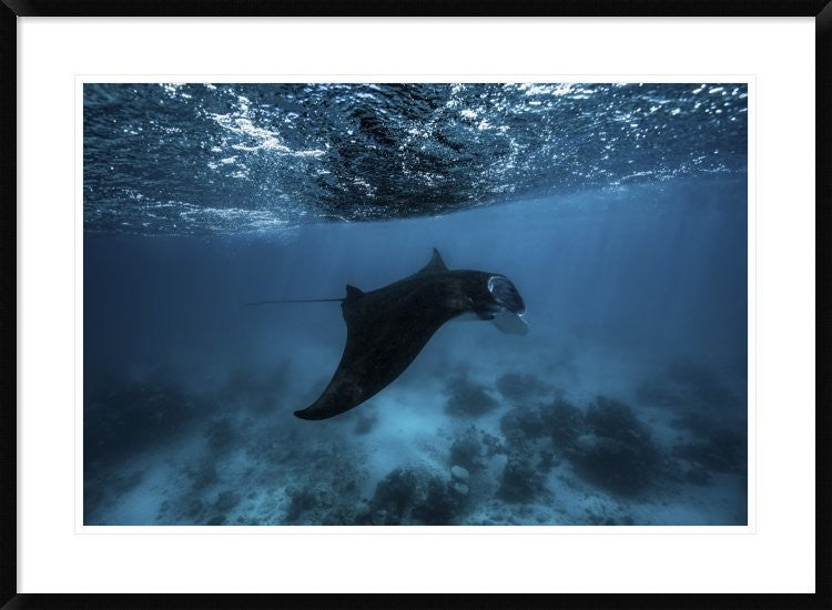 "Manta Ray" Framed Digital Print by Barathieu Gabriel, 38"x28"