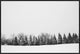 54x36 Pine Line, Framed Artwork, Black