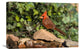 "Northern Cardinal male, Santa Rita Mountains, Arizona" Canvas Giclee, 24"x16"