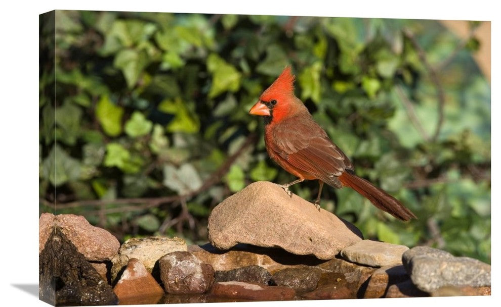 "Northern Cardinal male, Santa Rita Mountains, Arizona" Canvas Giclee, 24"x16"