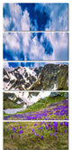 "Spring Blooming Crocus Flowers" Canvas Print, 5 Panels