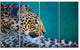 Vigilant Leopard Close Up View, African Canvas Print, 48"x28", 4 Panels