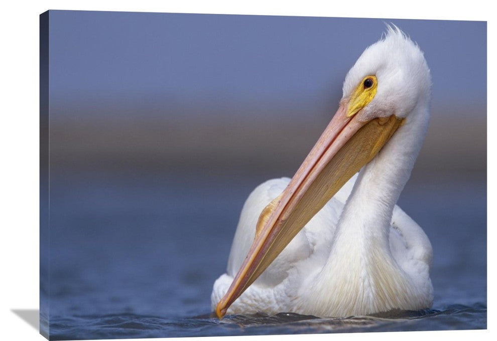 "American White Pelican North America" Artwork, 40" x 30"