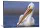 "American White Pelican North America" Artwork, 40" x 30"