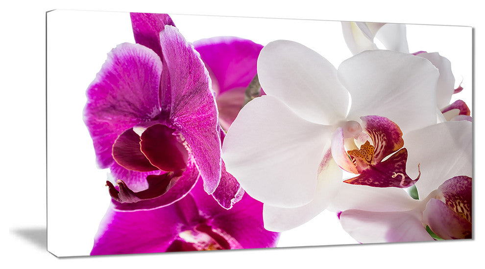 "Blooming Orchid Flowers" Digital Canvas Print, 32"x16"
