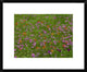 Pointed Phlox and Indian Paintbrushes In Bloom, Hill Country, Texas, 22"x18"