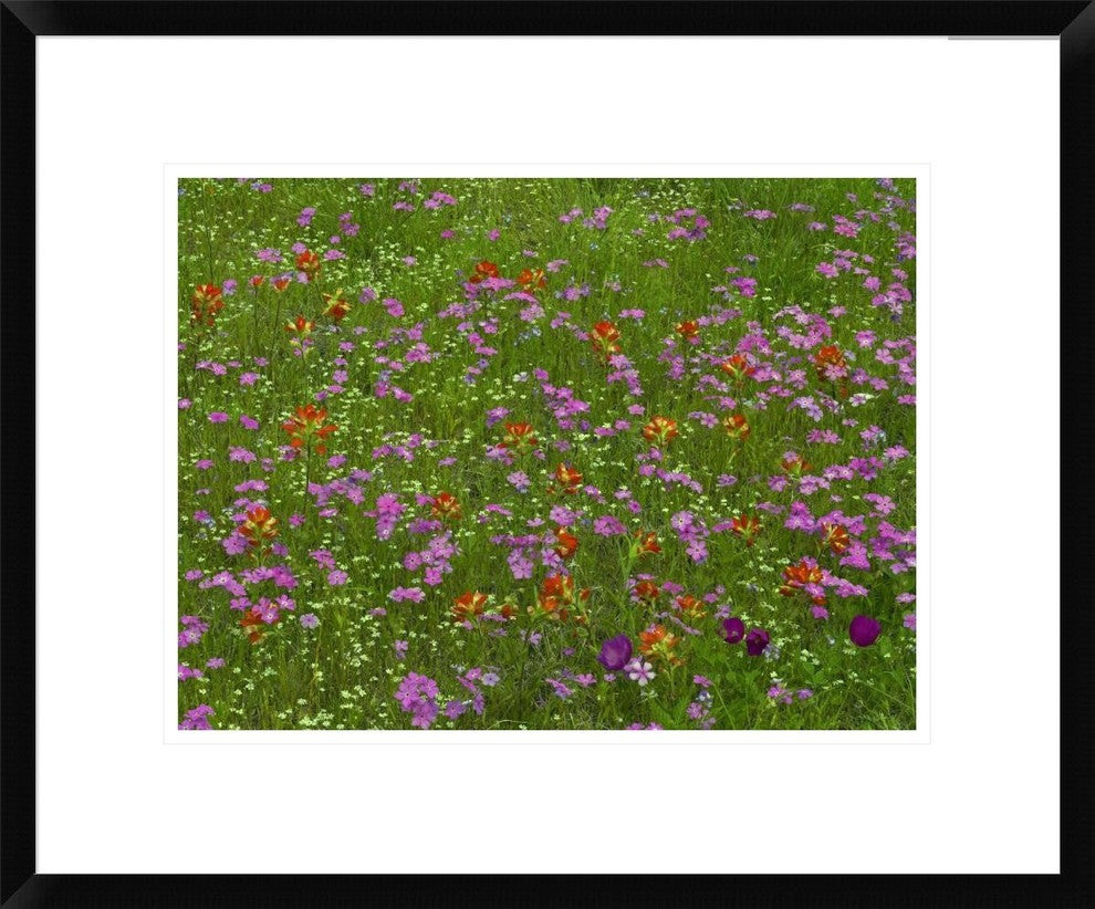 Pointed Phlox and Indian Paintbrushes In Bloom, Hill Country, Texas, 22"x18"