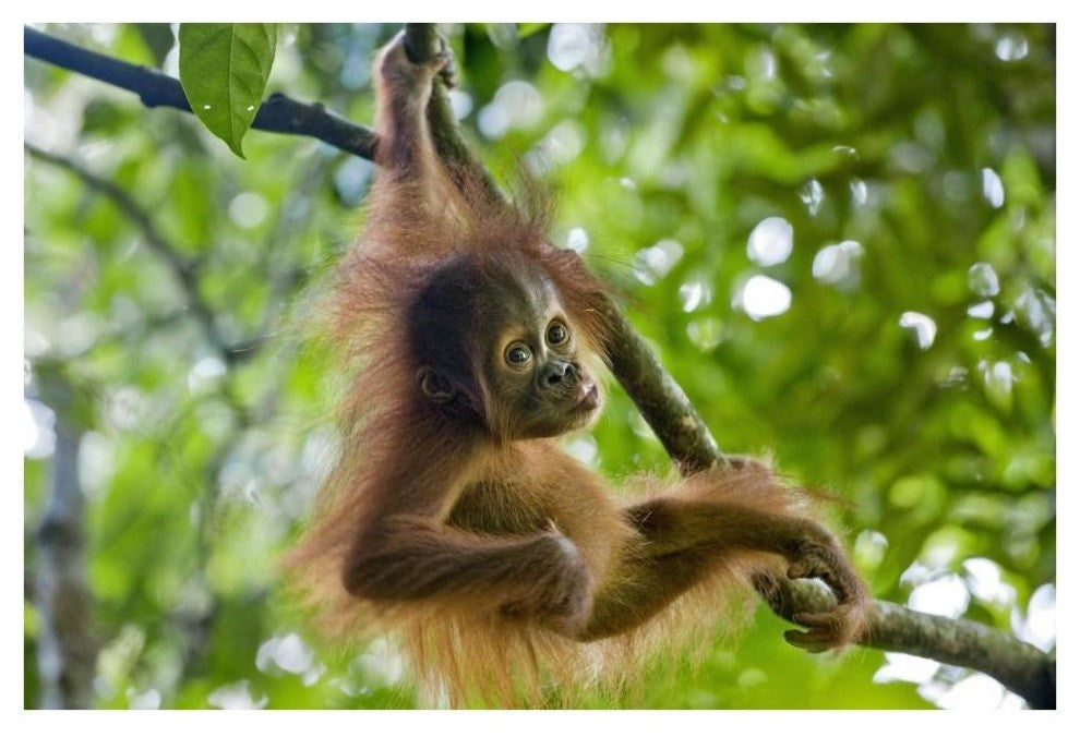 "Sumatran Orangutan baby playing in tree, north Sumatra" Paper Art, 38"x26"