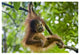 "Sumatran Orangutan baby playing in tree, north Sumatra" Paper Art, 38"x26"