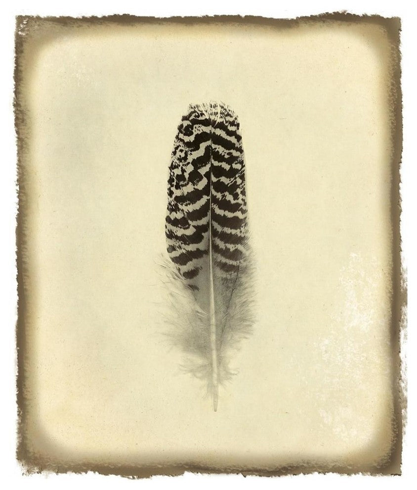 "Feather I Vintage" Digital Paper Print by Debra Van Swearingen, 39"x46"