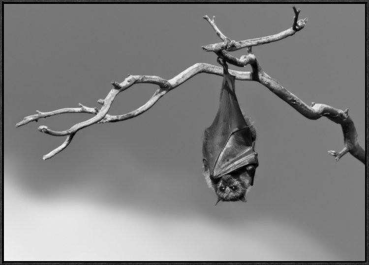 "Sleepless" Framed Canvas Giclee by Tj Millar, 41x29"