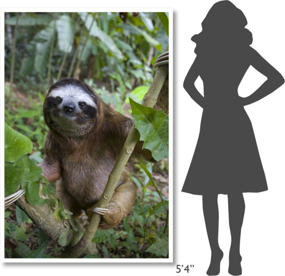 "Brown-throated 3-toed Sloth male, Aviarios Sloth Sanctuary" Paper Art, 42"x62"