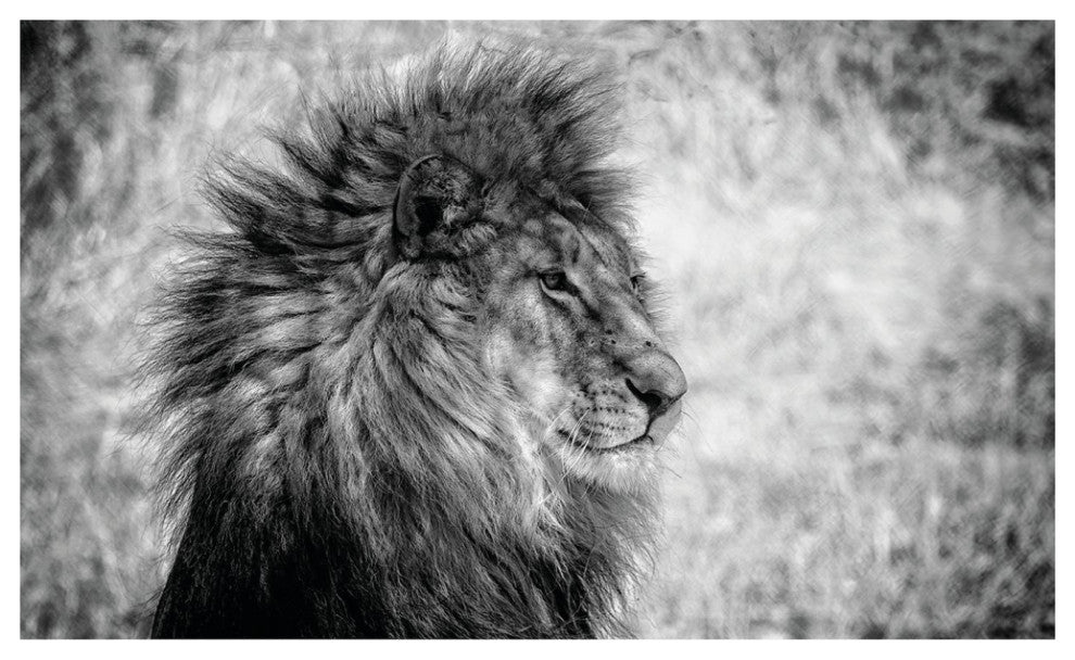 Wild Animal Photographic Artwork | Andrew Martin Lion King, Large
