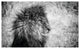 Wild Animal Photographic Artwork | Andrew Martin Lion King, Large