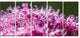 "Pink Little Flowers Close-Up View" Floral Wall Art, 60"x28", 5-Panels