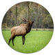 Trophy Bull Elk In Green Grassland, Animal Disc Metal Artwork, 23"