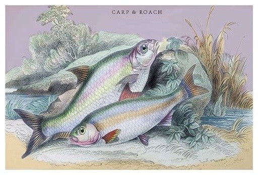 Carp Bream and Roach - Gallery Wrapped Canvas Art 28" x 42"