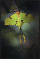 Moon Moth, 20"x30"