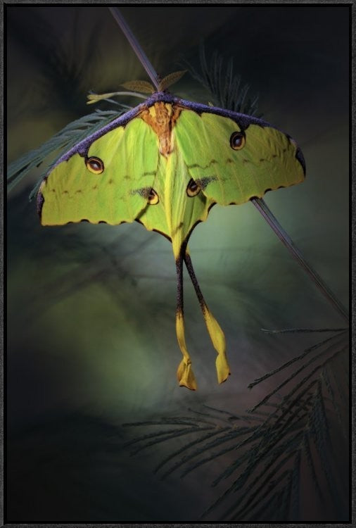 Moon Moth, 20"x30"