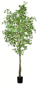 9' Potted Ginko Tree 1491 Leaves